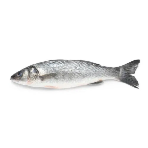 Sea Bass