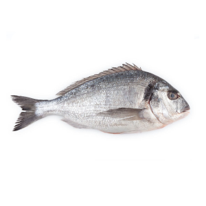 Sea Bream