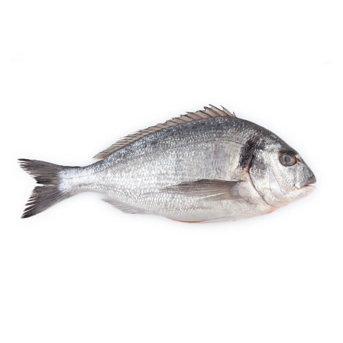 Sea Bream