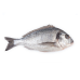 Sea Bream