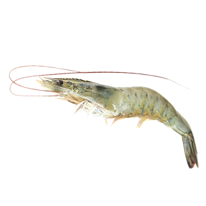 Sea White Shrimp