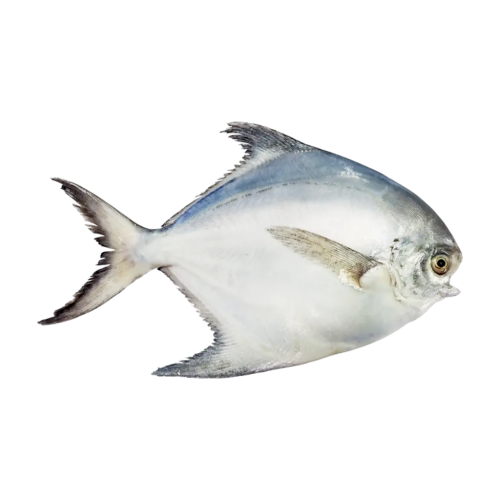 Silver Pomfret (Zubaidi)