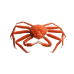 Snow Crab