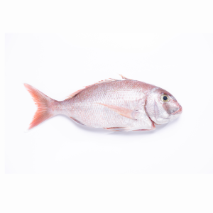 White Snapper