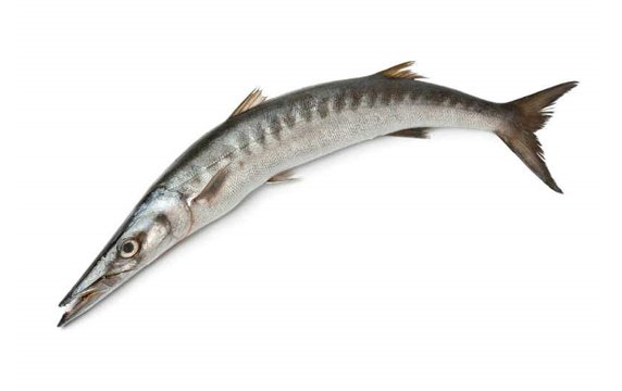 Barracuda