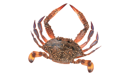 Crab Whole