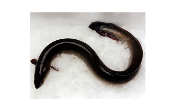 Eel