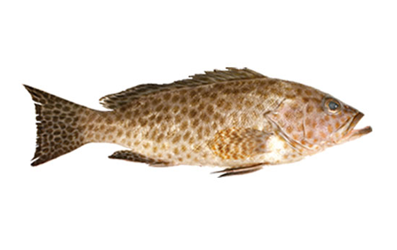 Grouper