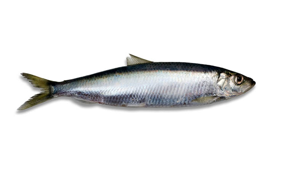 Herring