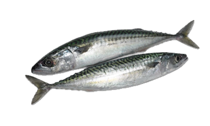 Mackerel