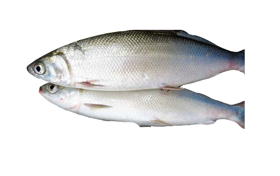 Milk Fish