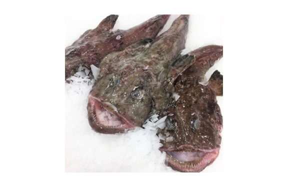 Monk Fish