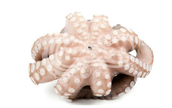 Octopus