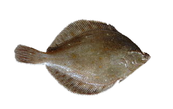 Plaice