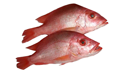 Red Snapper