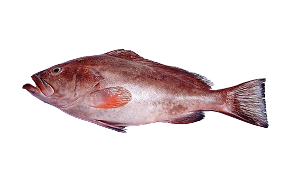 Reef cod