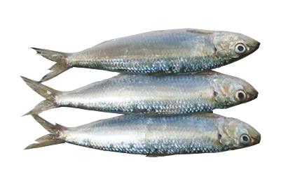 Sardine