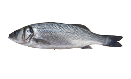 Sea Bass