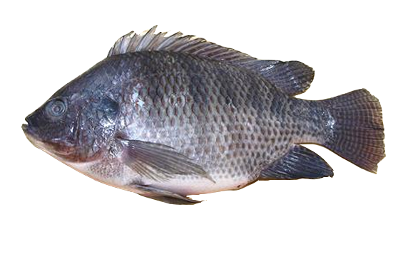 Tilapia