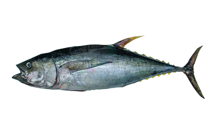 Tuna