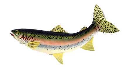 Rainbow Trout