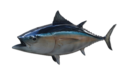 Tuna Sako