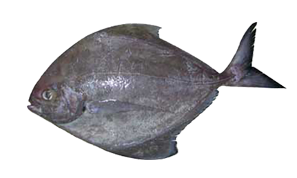 Black Pomfret Whole